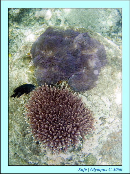 2008 - 07 - Redang - 003